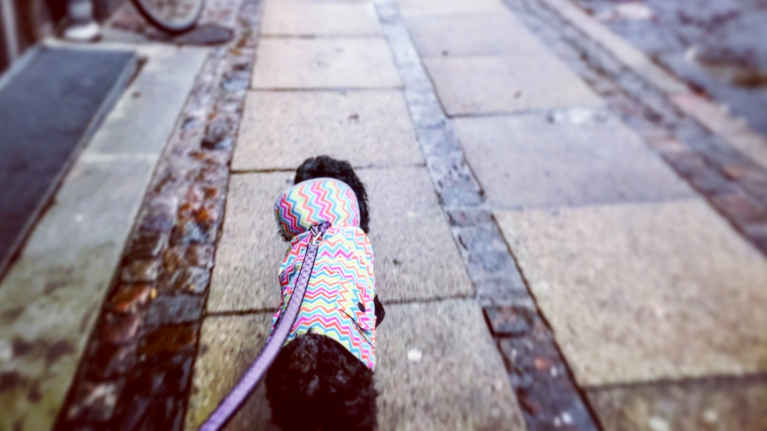 Small dog in multicolored jacket