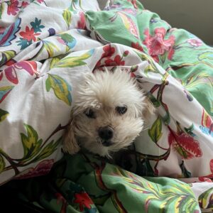 Image credit - Laura Matheson