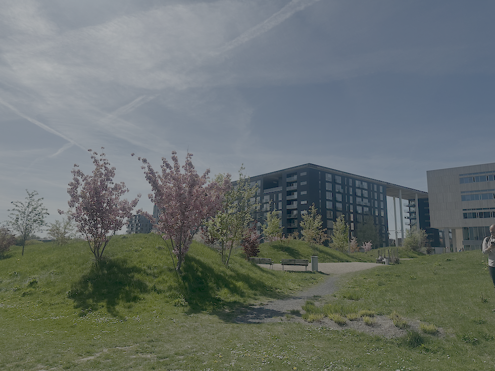 Pink cherry blossom trees in bloom on a grassy hillside, with a modern dark-clad university building visible in the background under a clear blue sky.