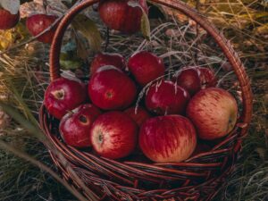 Basket of apples