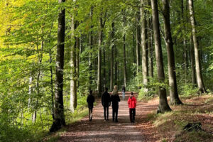 People walking in the forest